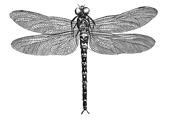 Libellule